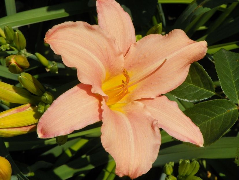 22 IUN (33) - Hemerocallis 2018