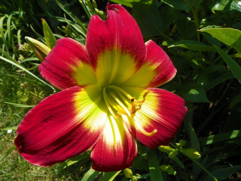 22 IUN (35) - Hemerocallis 2018