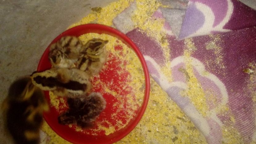  - Pui de fazan comun 2018