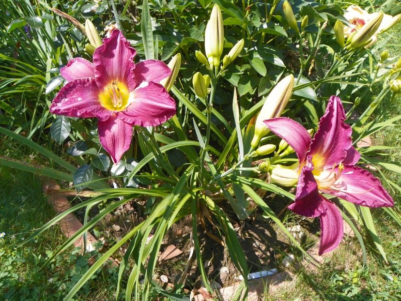 22 IUN (36) - Hemerocallis 2018