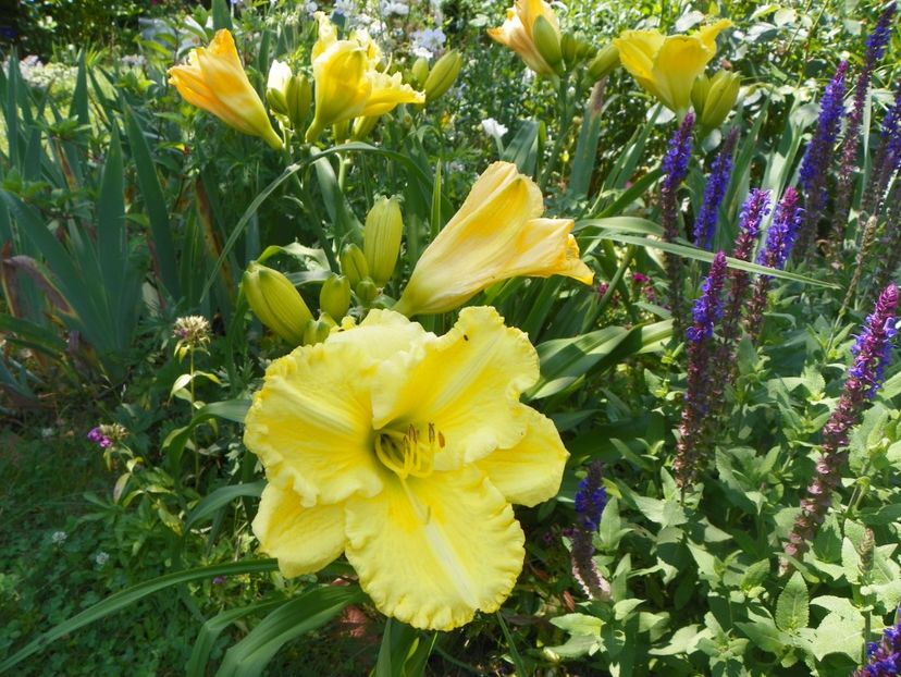 22 IUN (37) - Hemerocallis 2018