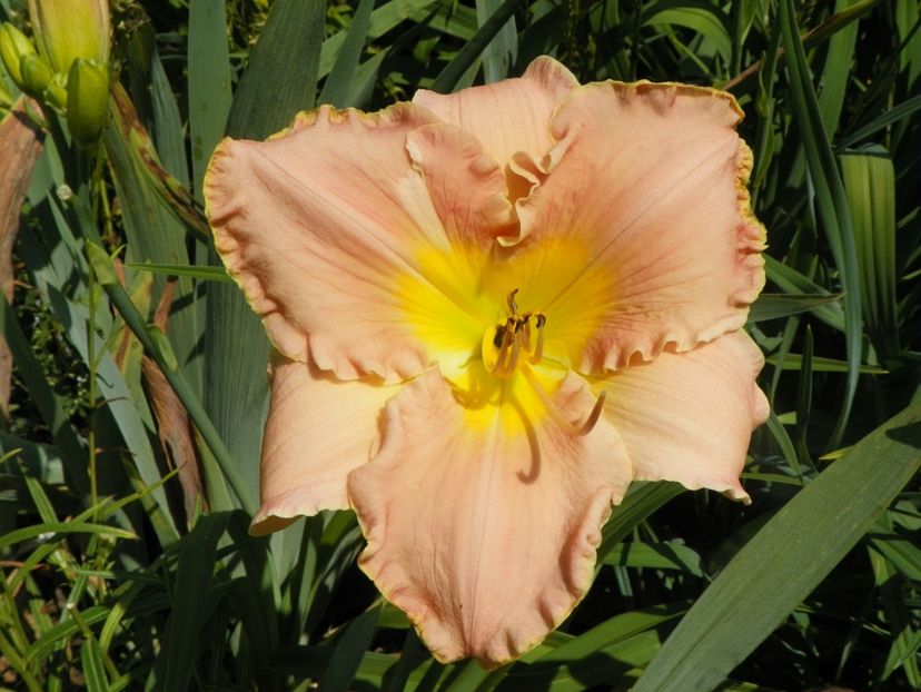 Cancun - Hemerocallis 2018