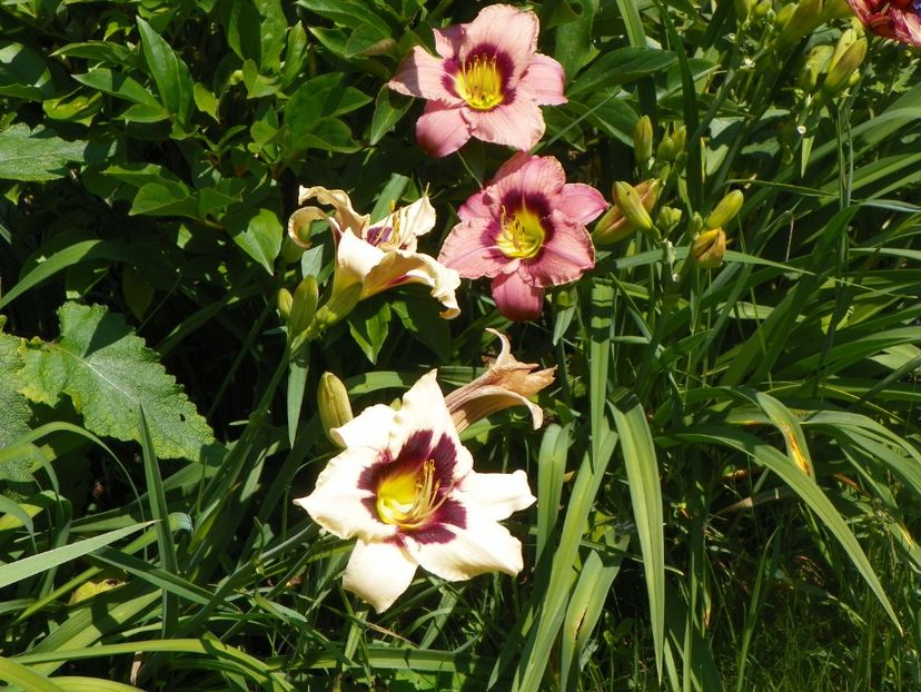 22 IUN (42) - Hemerocallis 2018