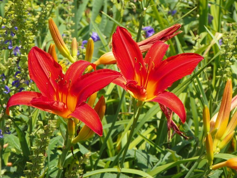 22 IUN (43) - Hemerocallis 2018