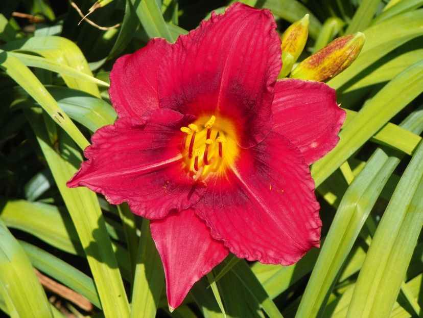 22 IUN (45) - Hemerocallis 2018