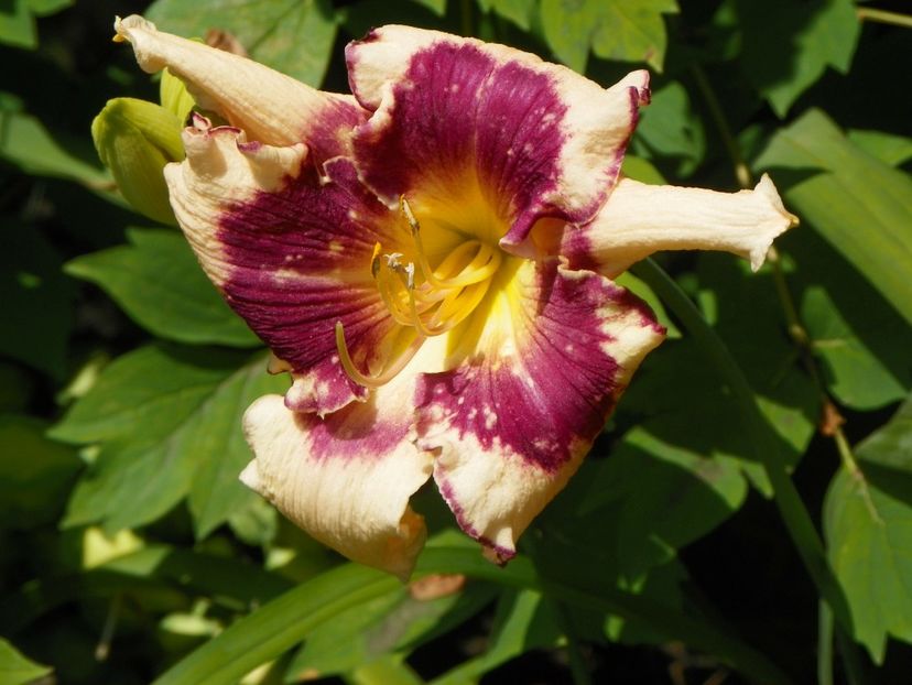 22 IUN (46) - Hemerocallis 2018