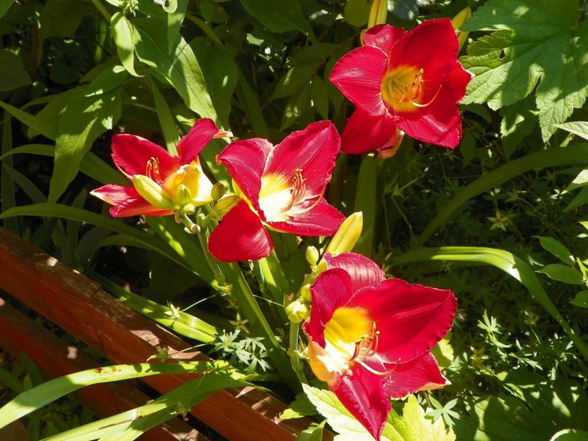 22 IUN (47) - Hemerocallis 2018