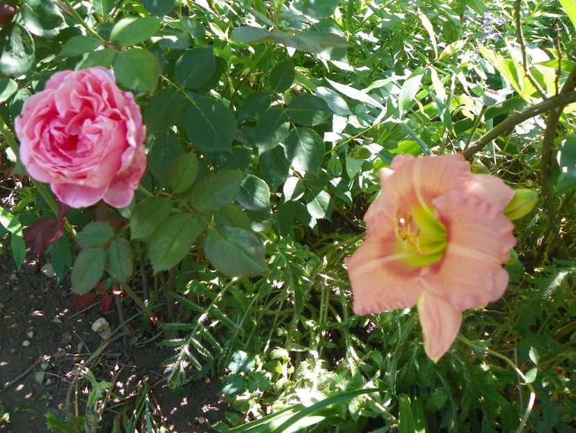 Chorus Line - Hemerocallis 2018