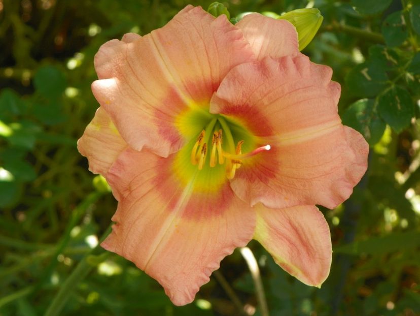 Chorus Line - Hemerocallis 2018