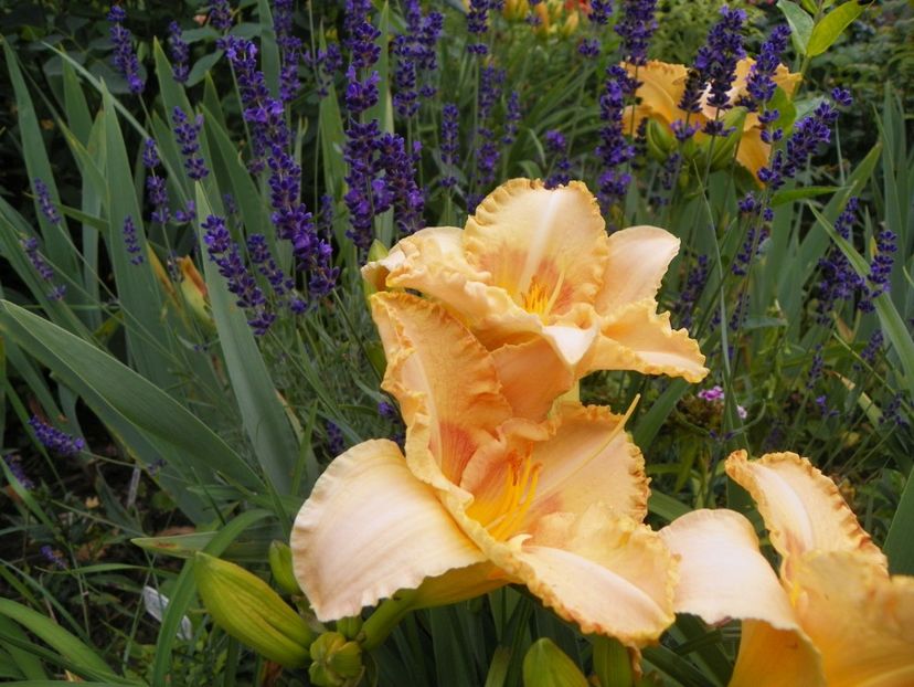 22 IUN (67) - Hemerocallis 2018