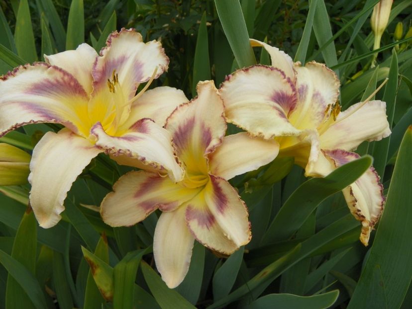 Destined to see - Hemerocallis 2018