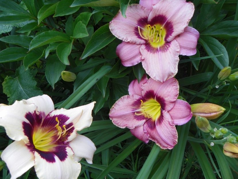 22 IUN (70) - Hemerocallis 2018