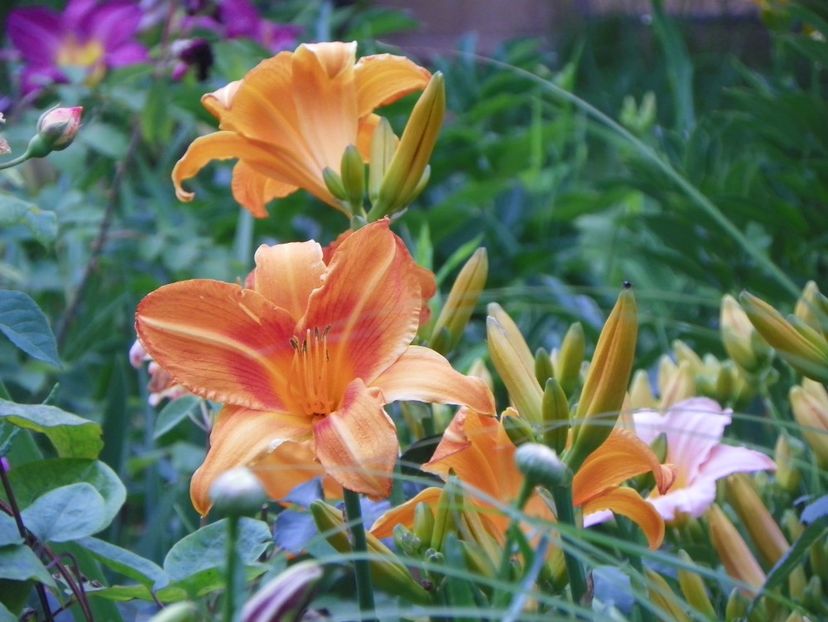 22 IUN (74) - Hemerocallis 2018