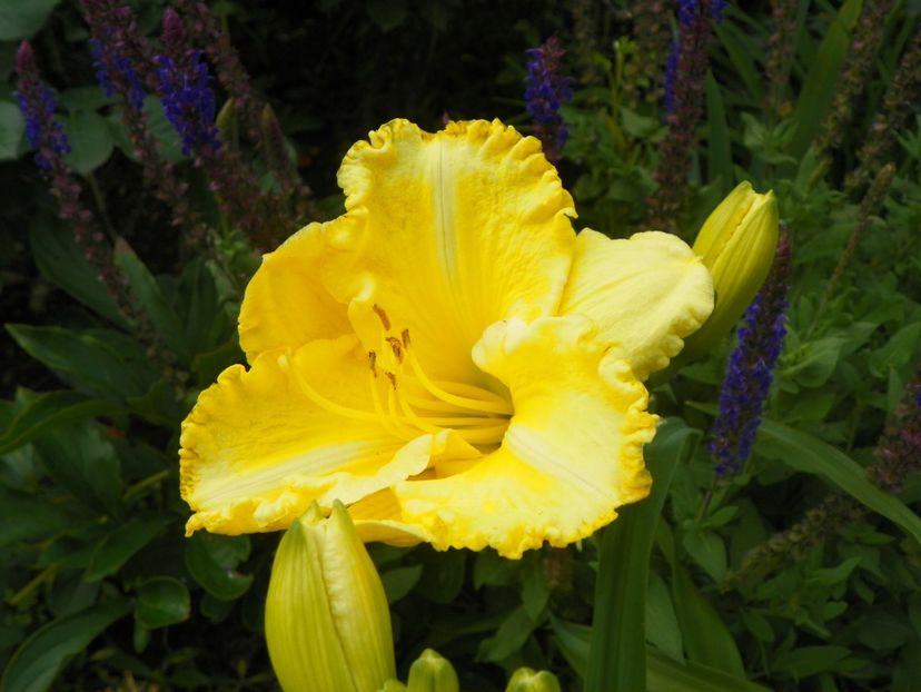 22 IUN (75) - Hemerocallis 2018