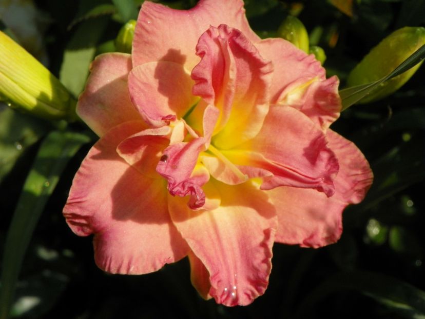 Lacy Doily - Hemerocallis 2018