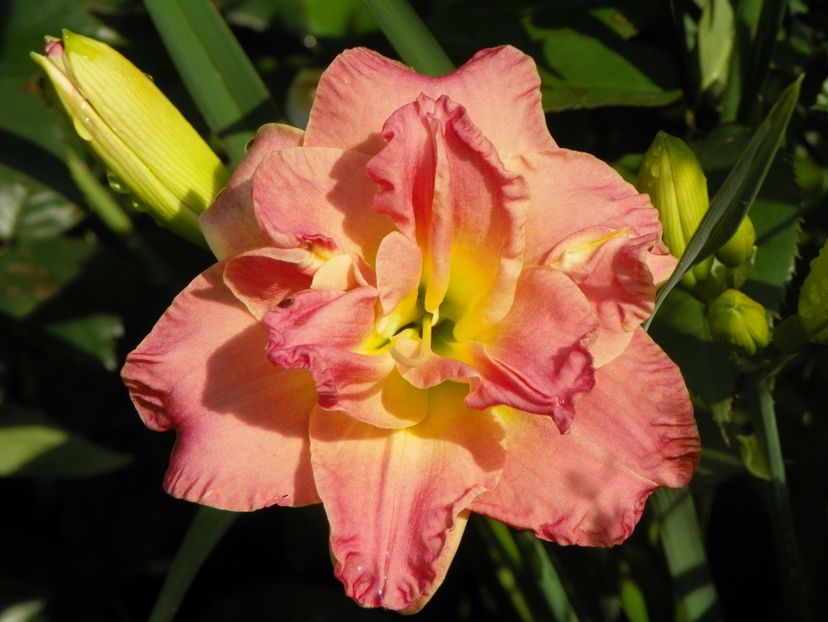 Lacy Doily - Hemerocallis 2018