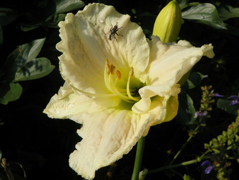 22 IUN (88) - Hemerocallis 2018