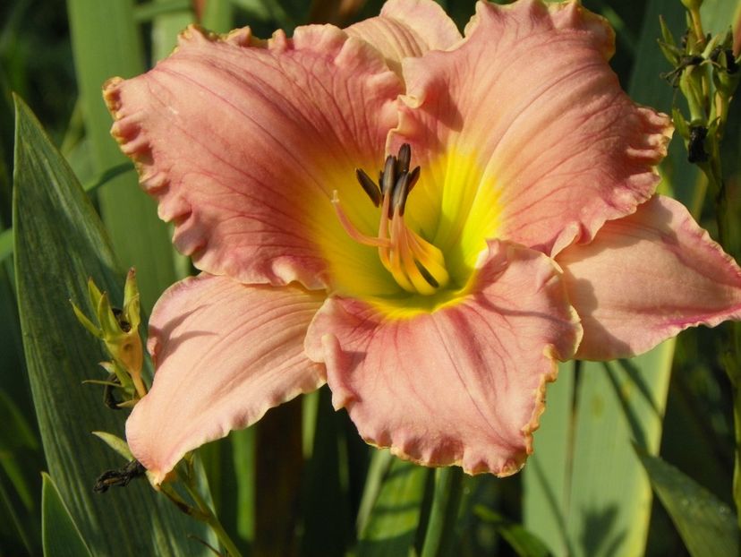 22 IUN (89) - Hemerocallis 2018