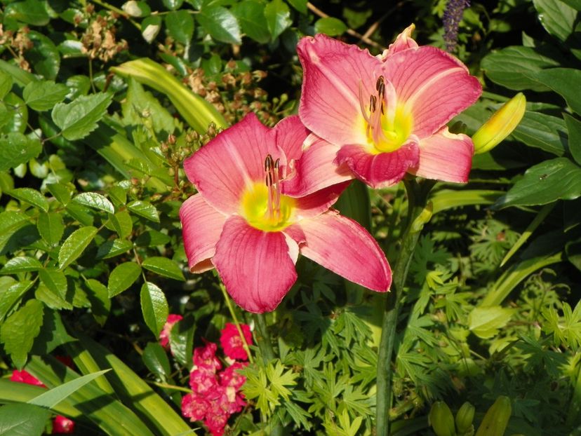 22 IUN (90) - Hemerocallis 2018