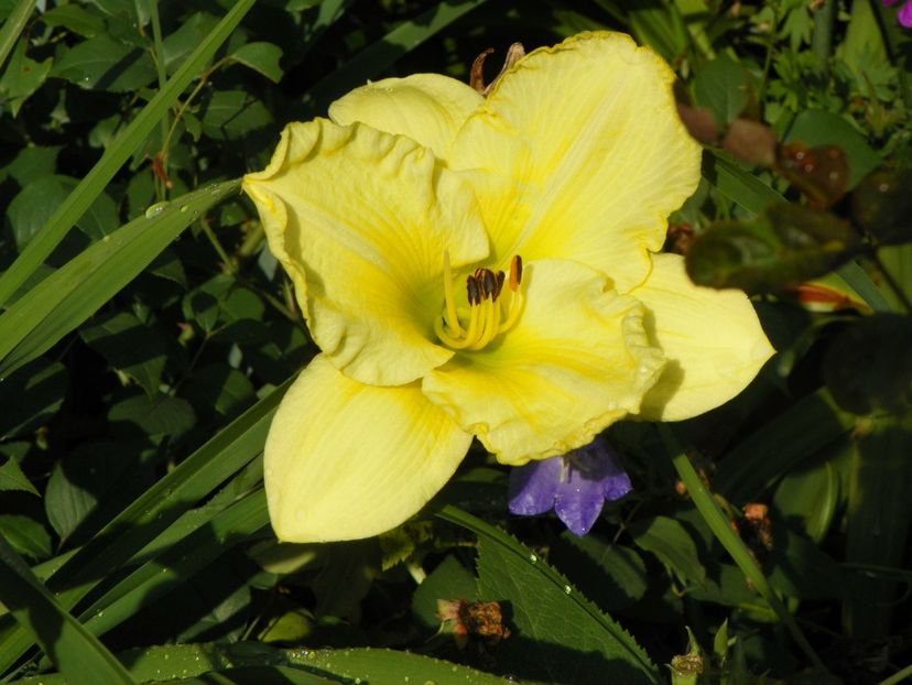 22 IUN (91) - Hemerocallis 2018