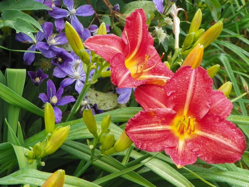 22 IUN (94) - Hemerocallis 2018
