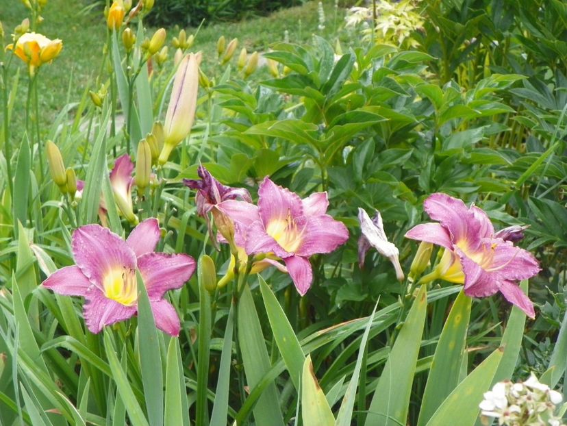 22 IUN (95) - Hemerocallis 2018
