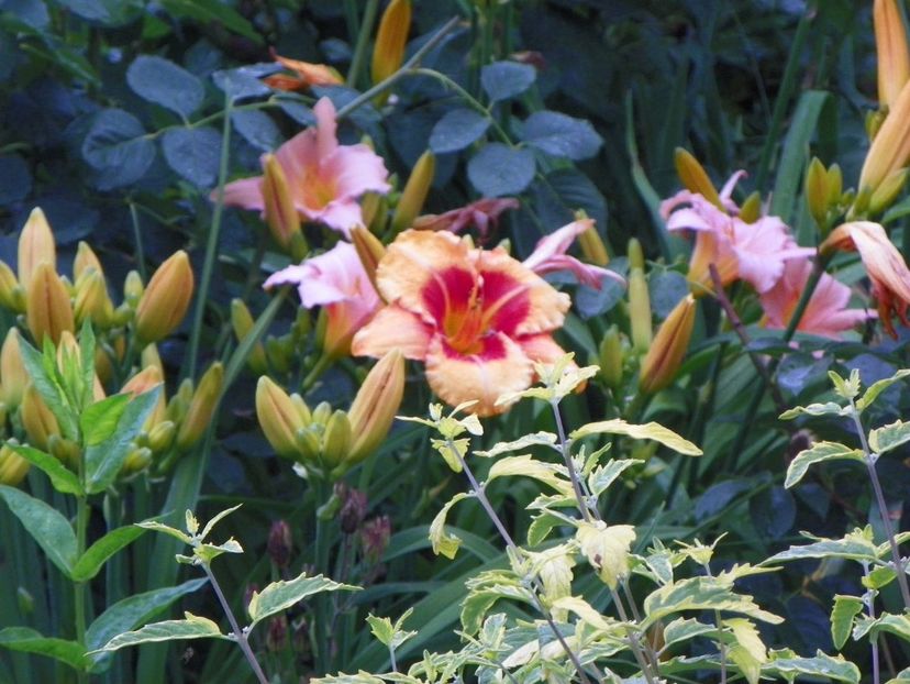 22 IUN (96) - Hemerocallis 2018