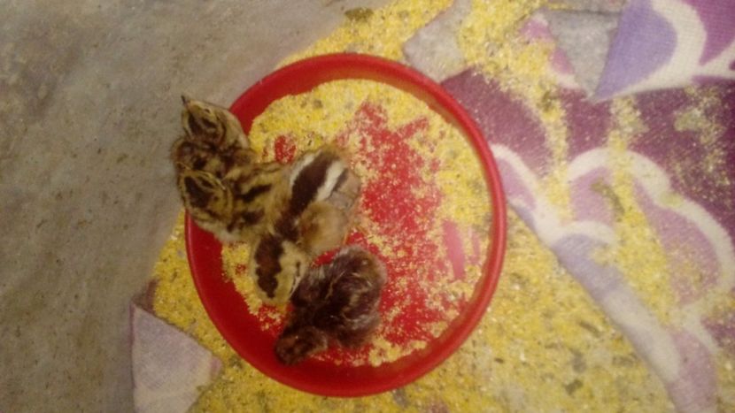  - Pui de fazan comun 2018