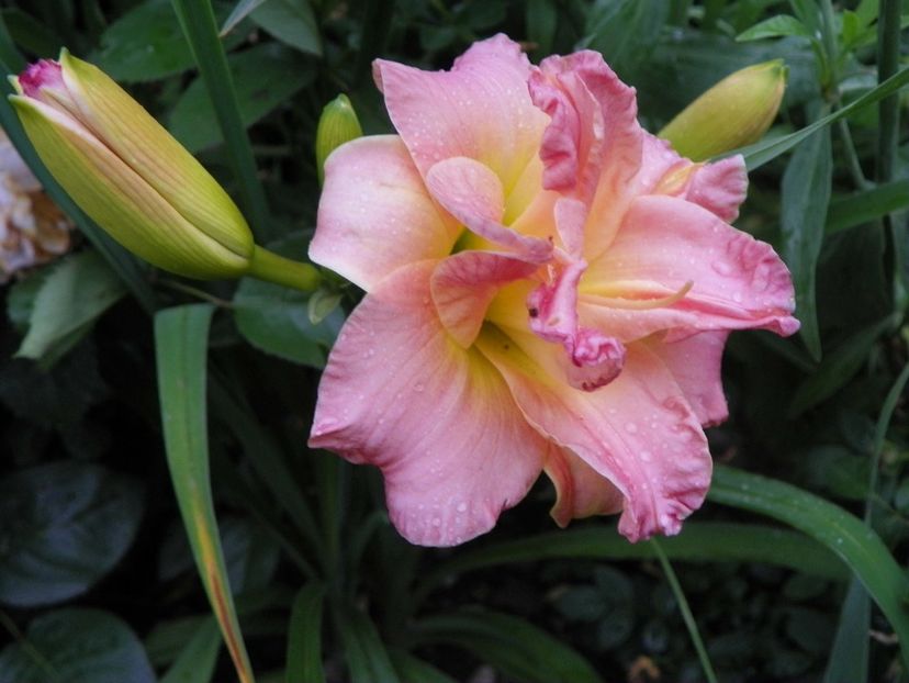 Lacy Doily - Hemerocallis 2018