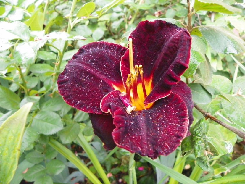 22 IUN (103) - Hemerocallis 2018