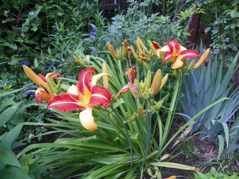 22 IUN (105) - Hemerocallis 2018