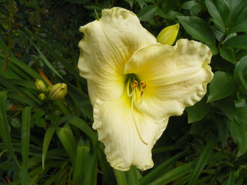 22 IUN (106) - Hemerocallis 2018