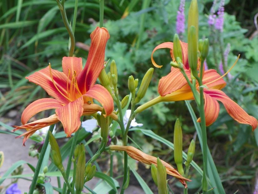 22 IUN (108) - Hemerocallis 2018