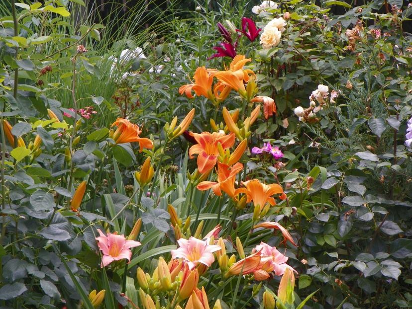 22 IUN (114) - Hemerocallis 2018