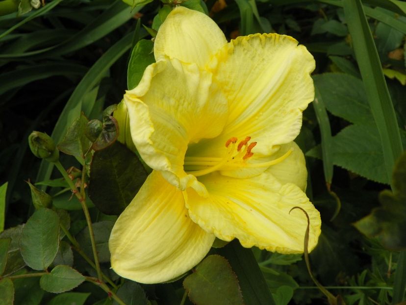 22 IUN (117) - Hemerocallis 2018