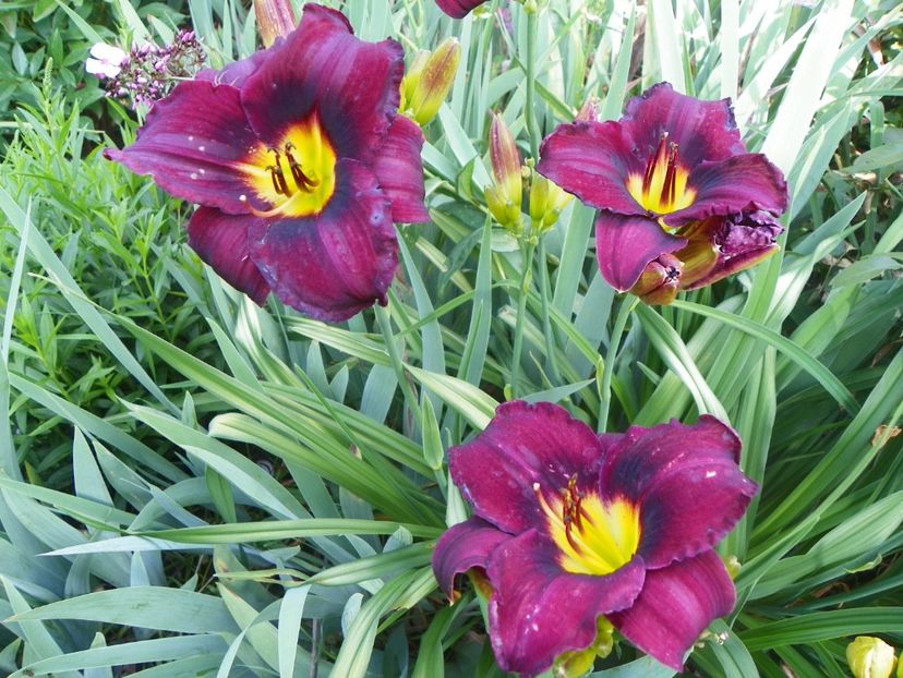 22 IUN (120) - Hemerocallis 2018