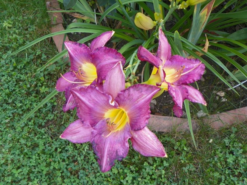 22 IUN (124) - Hemerocallis 2018