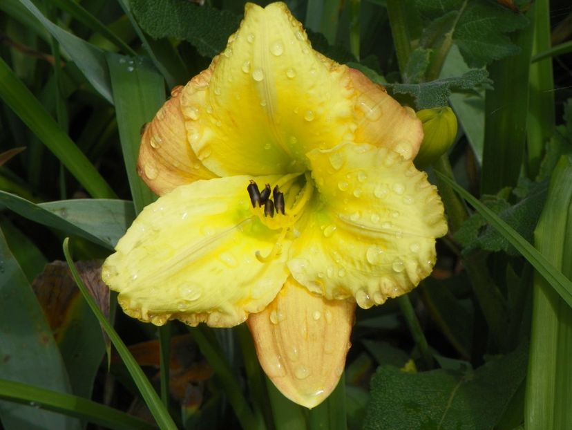 Unique Style - Hemerocallis 2018