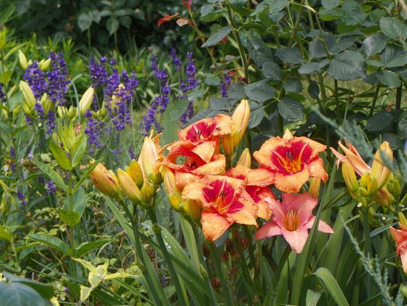 22 IUN (129) - Hemerocallis 2018