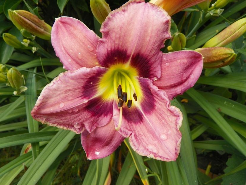 22 IUN (130) - Hemerocallis 2018