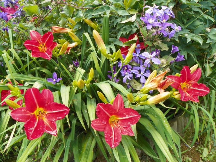 22 IUN (131) - Hemerocallis 2018