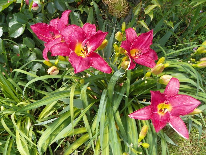22 IUN (133) - Hemerocallis 2018