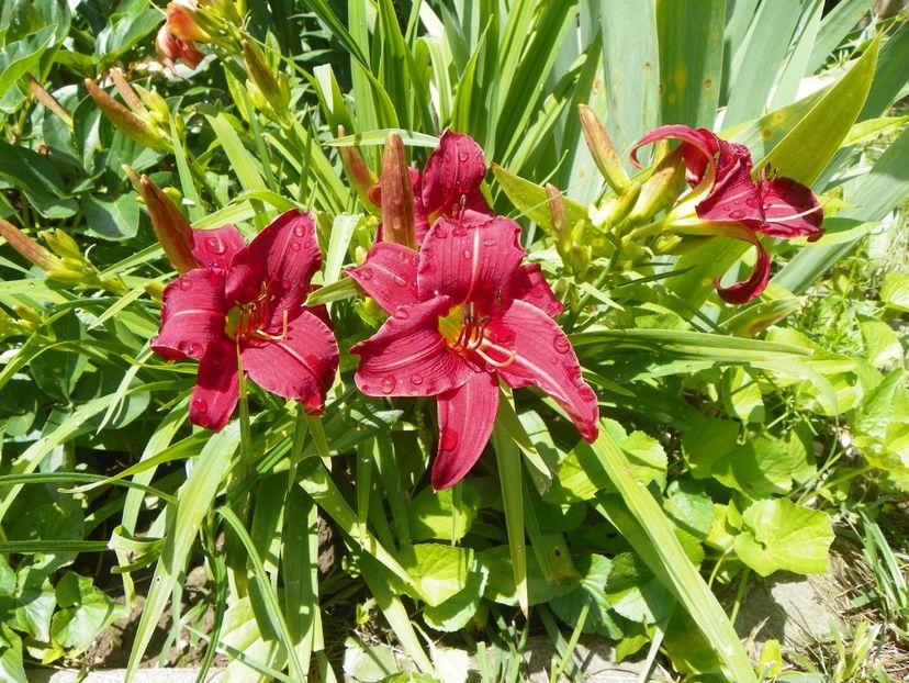 22 IUN (137) - Hemerocallis 2018