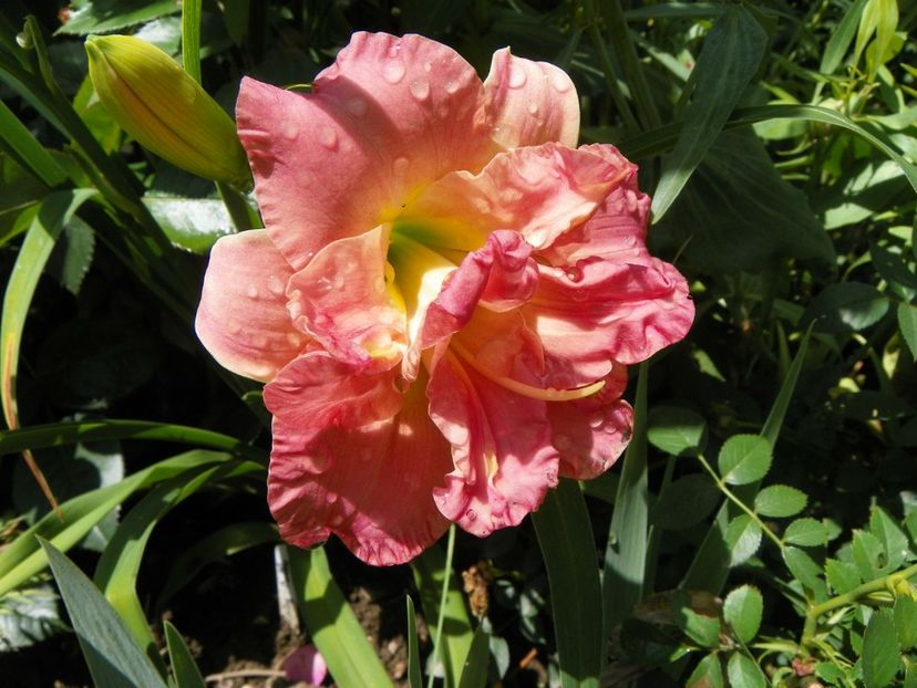 Lacy Doily - Hemerocallis 2018