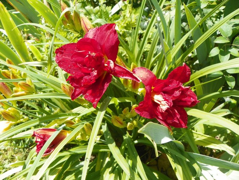 22 IUN (139) - Hemerocallis 2018