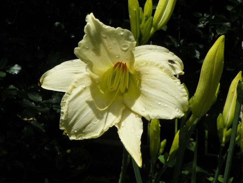 22 IUN (140) - Hemerocallis 2018