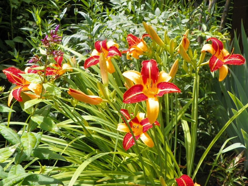 22 IUN (141) - Hemerocallis 2018