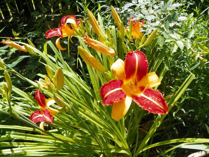 22 IUN (142) - Hemerocallis 2018