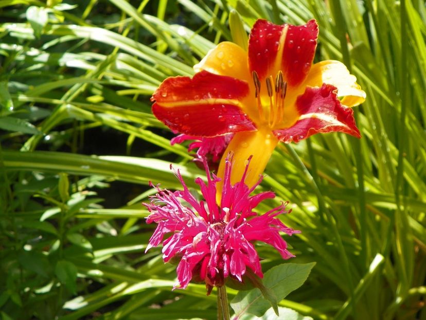 22 IUN (143) - Hemerocallis 2018