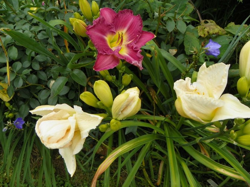 Lavender Stardust si White Crinoline - Hemerocallis 2018